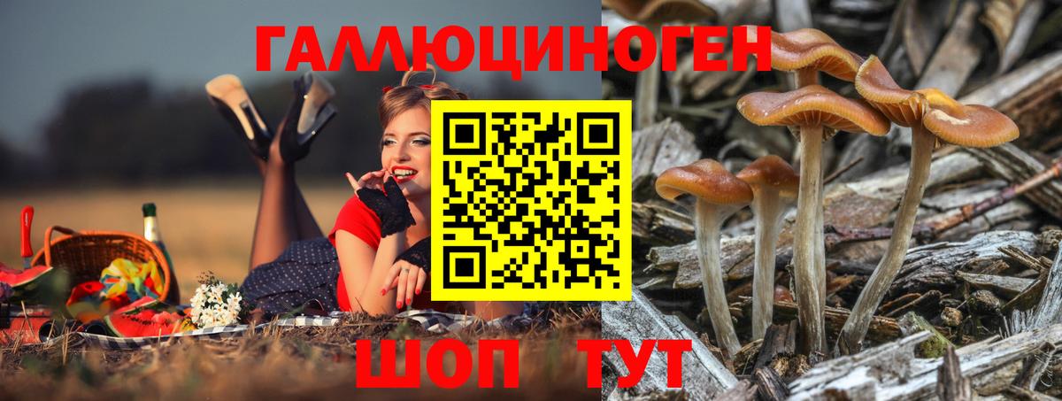 Псилоцибиновые грибы Psilocybe  Вход с VPN  Тайшет 
